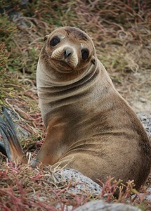Galápagos sea lion resting among coastal vegetation
